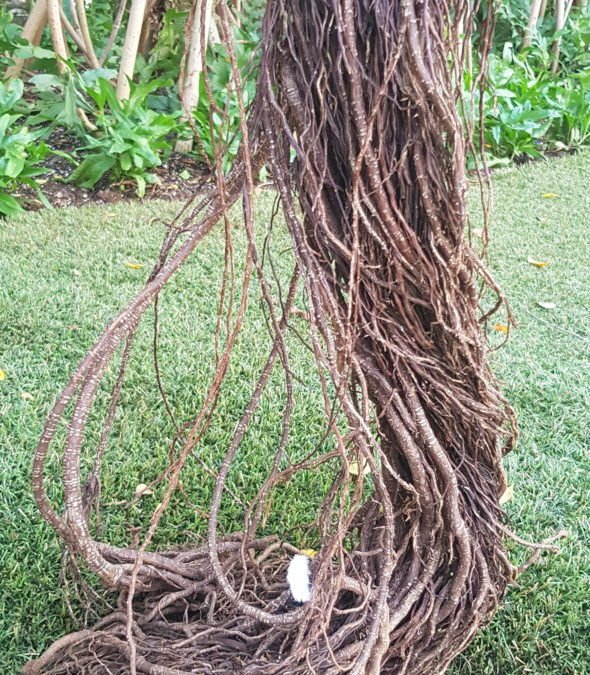 Power of Life with Little Touch