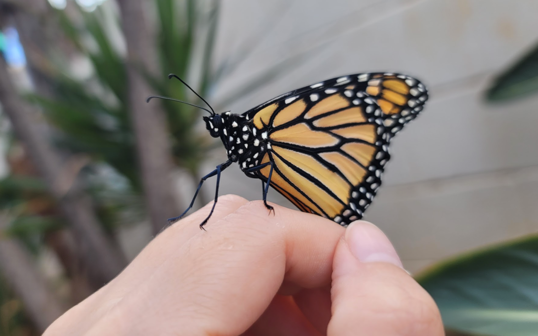 Angel, Butterfly