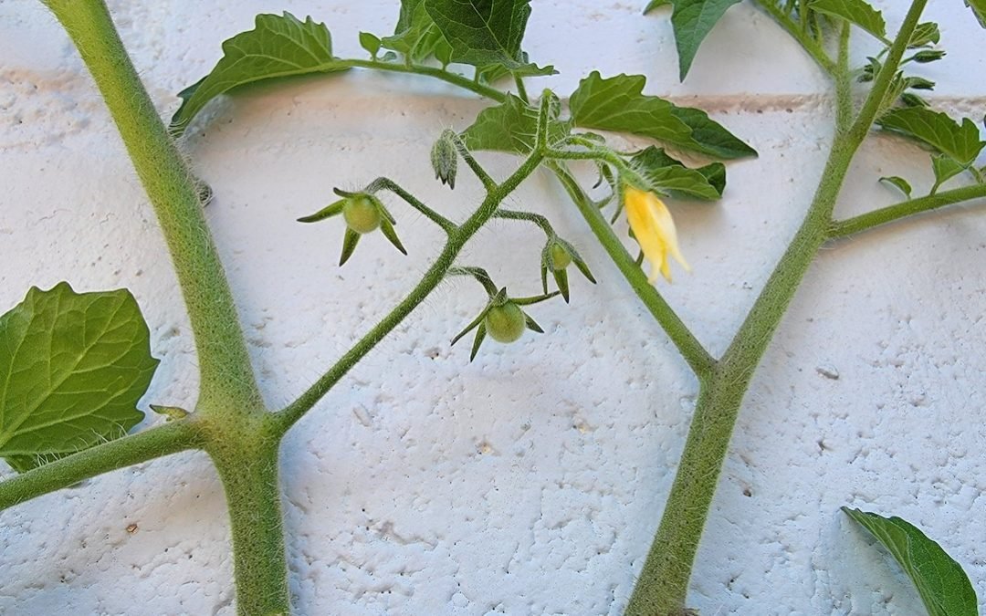 How you define limitation