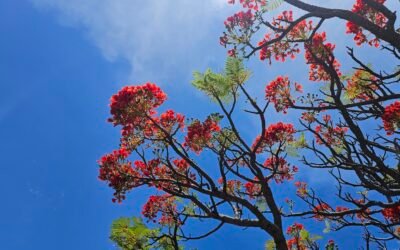 The Essential Elements of Pausing