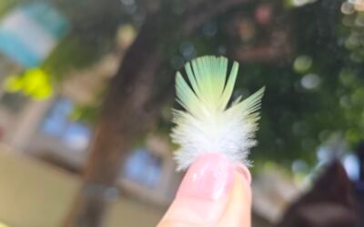 You are the creator: Dream Big